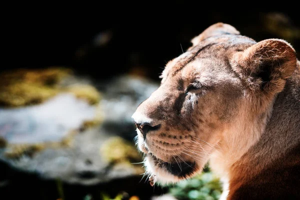 Kvinnligt Asiatiskt Lejon Panthera Leo Persica Avkopplande Djur Vilda Djur — Stockfoto