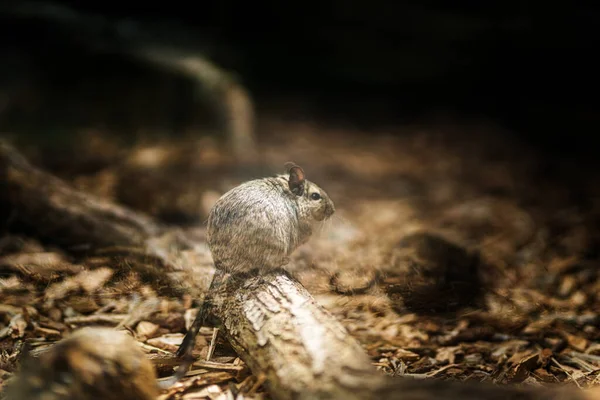 Tahtadaki Küçük Memeli Degu Octodon Degus — Stok fotoğraf