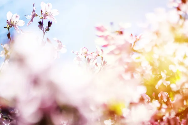 Sommar Blomma Eller Blomma Solig Dag Royaltyfria Stockbilder