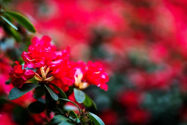 Nyári Virág Vagy Virág Egy Napsütéses Napon — Stock Fotó
