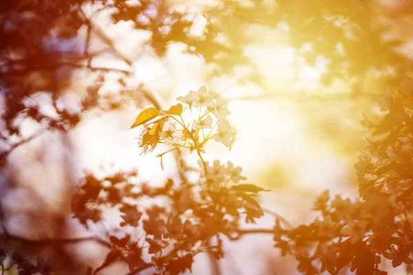 Summer Flower Blossom Sunny Day — Stock Photo, Image