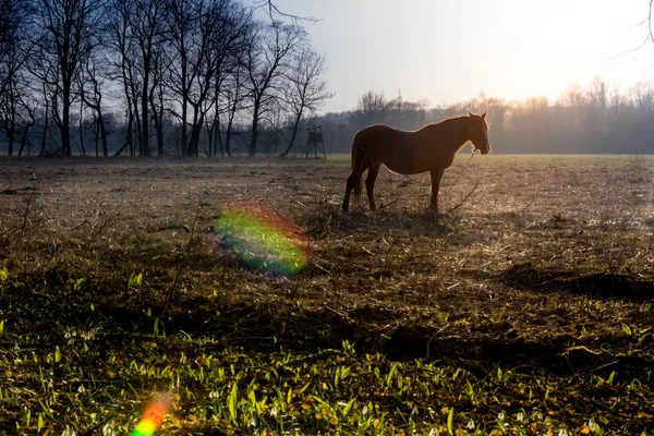 Horse — Stock Photo, Image