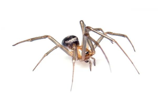 Bruine spider — Stockfoto