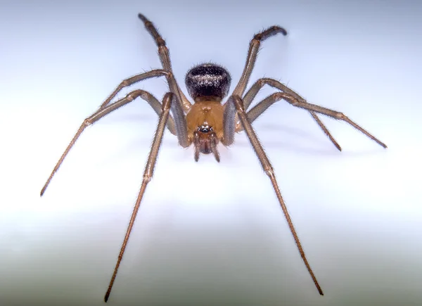 Araña marrón — Foto de Stock