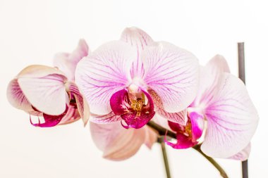 Mor orkide