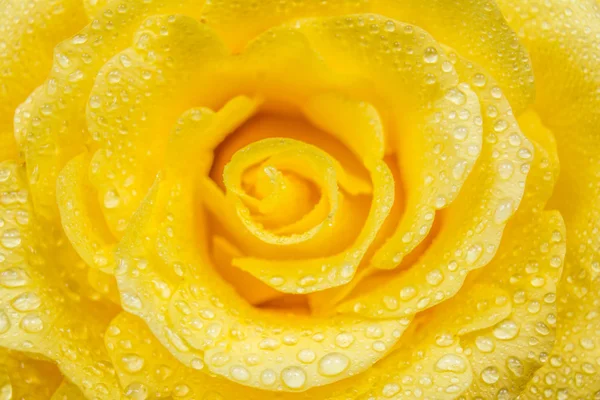 Détail rose jaune — Photo