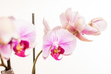 Mor orkide