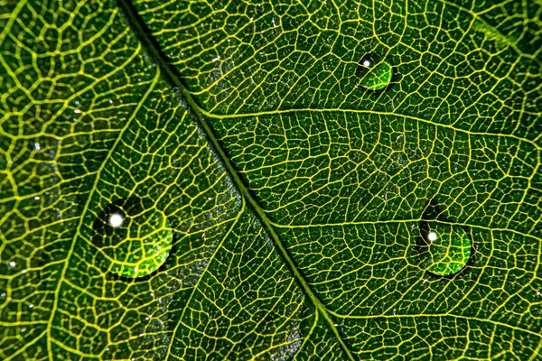 Folha verde — Fotografia de Stock