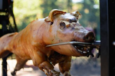 treditional ızgara domuz yavrusu