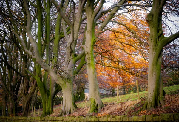 Row of trees at peak district England — Stock Photo, Image