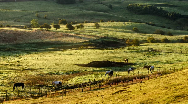 Britse platteland paarden grazen — Stockfoto