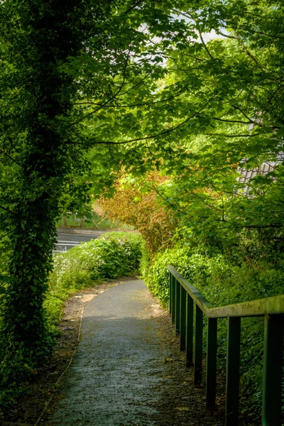 Pad in bos — Stockfoto