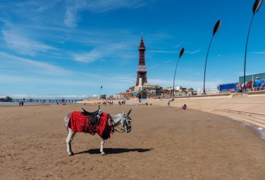 Donkey rides - Blackpool beach England clipart