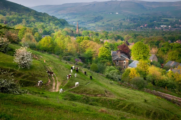 Koeien en boerderijen — Stockfoto