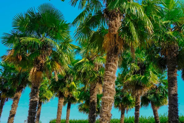 green palms across blue sky from below. Summer vacation background. Copy space