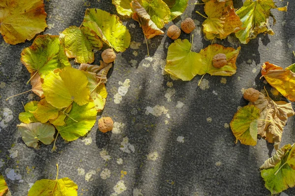 Yellow Autumn Leaves Nuts Stone Background Top View Copy Space — Stock Photo, Image