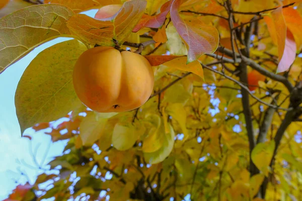 Reife Kaki Baum Über Bunte Blätter Obstgarten Kopierraum — Stockfoto