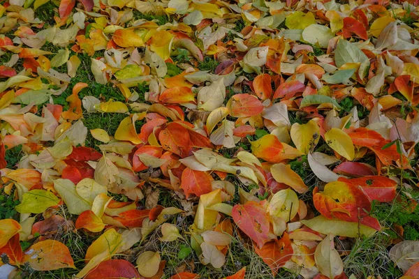 Herbst Bunte Blätter Auf Grünem Gras Ansicht Von Oben Herbst — Stockfoto