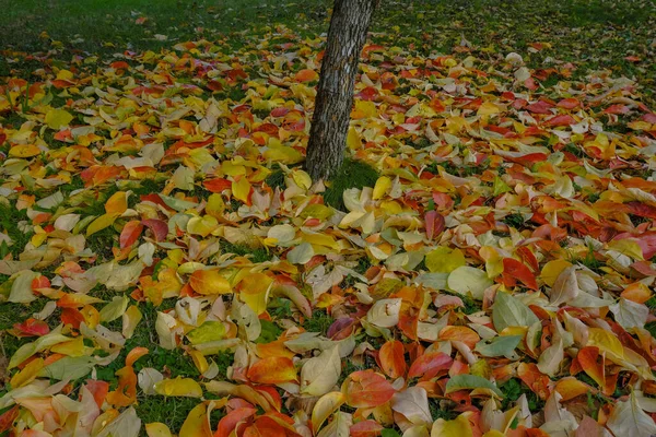 Bunte Herbstblätter Auf Grünem Gras Park Gegenüber Dem Baum Natürlicher — Stockfoto