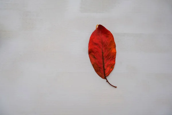 Red Leaf White Background Close Top View Copy Space Autumnal — Stock Photo, Image