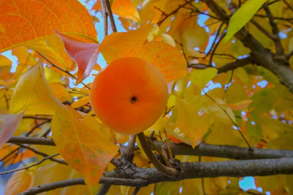 Orangefarbene Kaki Auf Zweigen Großaufnahme Über Bunte Blätter Persimmon Baum — Stockfoto