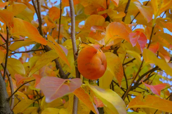 Orangefarbene Kaki Auf Zweigen Großaufnahme Über Bunte Blätter Persimmon Baum — Stockfoto