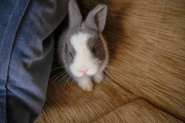 Conejo Lindo Blanco Gris Asomándose Desde Almohada Primer Plano Del — Foto de Stock