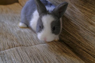 Kanepede oynayan beyaz ve gri sevimli tavşan. Boşluğu kopyala.