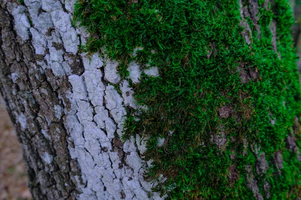 緑の苔で覆われた木の樹皮のクローズアップ 自然な質感の背景 スペースのコピー — ストック写真