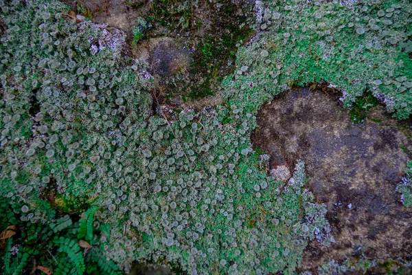 岩の上の苔のクローズアップ 森の苔の背景 最上階だ スペースのコピー — ストック写真
