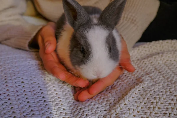 Cute Gray White Rabbit Looking Camera Hands Close White Knitted — Stock Photo, Image