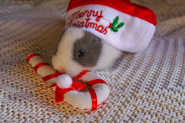 Білий Сірий Маленький Кролик Червоному Санта Клаусі Текстом Веселого Різдва — стокове фото