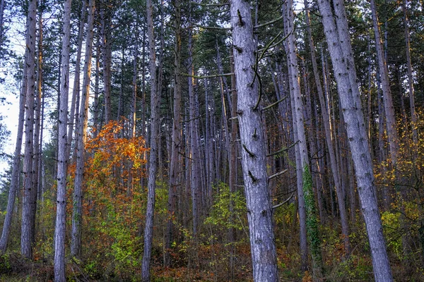 Sonbahar ormanı akşamları gün batımında yakın çekim sırasında. Doğal arka plan. Ağaç kabukları. Kozalaklı orman