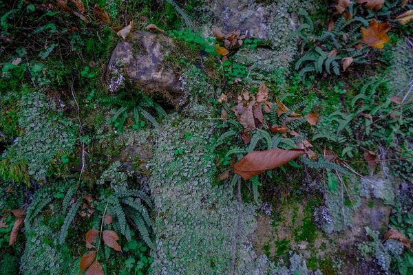 苔と地衣類やハーブや葉が岩の上にあります 森林の背景 最上階だ スペースのコピー — ストック写真