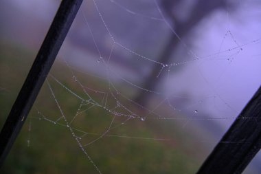 Örümcek ağı ve çiy damlaları. Sabahları arka bahçeye yakın çekim yapıyorlar. Doğal arkaplan