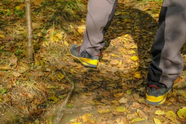 Spor giyimli bir adamın ayakları sonbahar parkında yakın planda sopayla yürüyor. Seyahat, yürüyüş, kamp konsepti. Açık hava aktivitesi