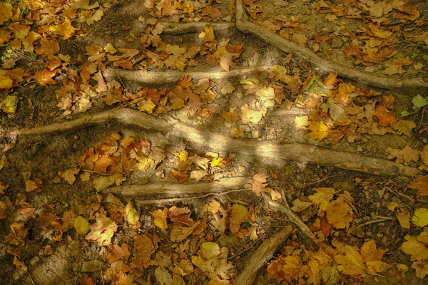 Herbstblätter Auf Dem Waldboden Sonnenlicht Und Baumwurzeln Ansicht Von Oben — Stockfoto