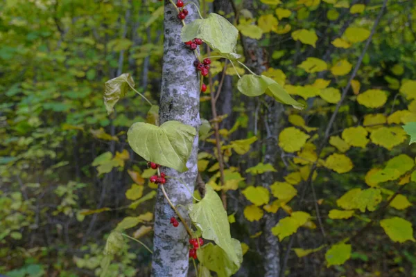 Rote Wilde Beeren Und Gelbe Blätter Baum Durchstreifen Die Herbstliche — Stockfoto