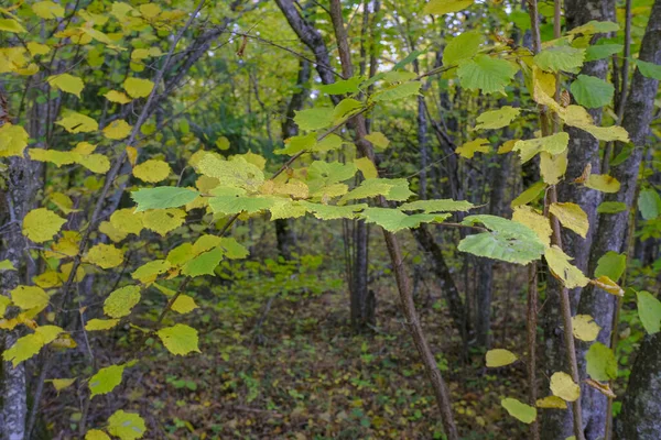 Gele Bladeren Denk Boom Trank Close Herfst Natuur Natuurlijke Achtergrond — Stockfoto