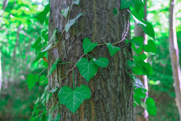 Дерево Ствол Покрыт Зелеными Листьями Плюща Крупным Планом Естественный Фон — стоковое фото