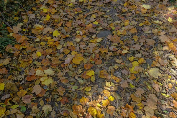 Őszi Levelek Erdőn Napfény Top View Természetes Háttér Tapéta — Stock Fotó