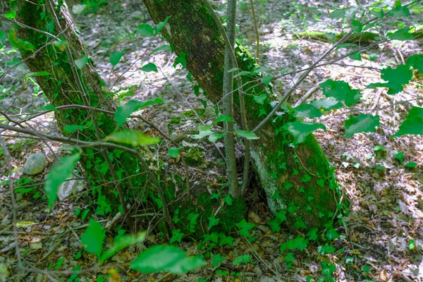 Dois Troncos Árvore Cobertos Folhas Hera Verdes Close Fundo Natural — Fotografia de Stock