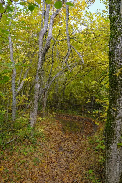 Wandelen Het Herfstbos Bos Pad Met Plas Reflecterende Gele Bladeren — Stockfoto