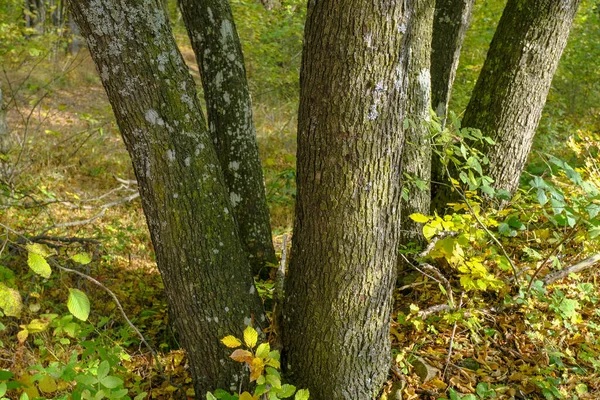 Bomen Het Bos Close Herfst Bossen Natuurlijke Achtergrond Blaffende Bomen — Stockfoto