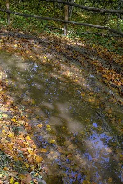 옹기종기 하늘과 낙엽들이 뒤덮고 이미지 — 스톡 사진