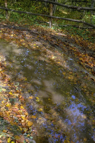 Een Plas Het Bos Weerspiegelt Lucht Geel Gevallen Bladeren Door — Stockfoto