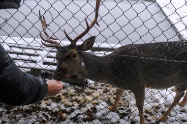 Kışın karlı ormanlar ve metal çitler boyunca boynuzlarıyla güzel geyikleri besleyen biri. Kış manzarası.