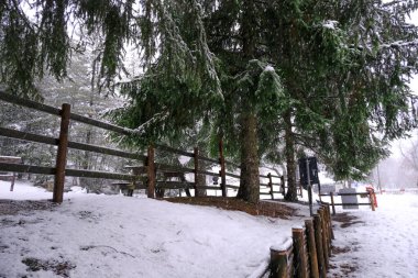 Ahşap çitlerin altından çam ağaçları ve karda kış ormanı. Dışarıda yürüyorum..