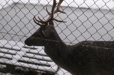 Metal çitlerin arkasında, karlı ormanda kocaman boynuzları olan güzel bir geyik. Kış manzarası. Noel, tatiller. 