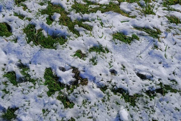 날이면 초록빛 서리와 내려온다 겨울의 자연적 — 스톡 사진
